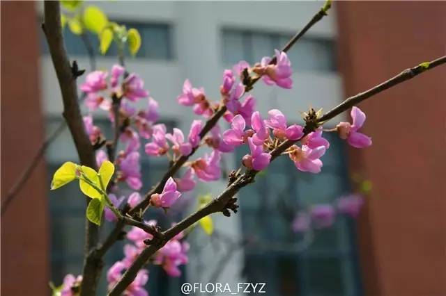 福州一中是全国百强吗,福州一中排名怎么样