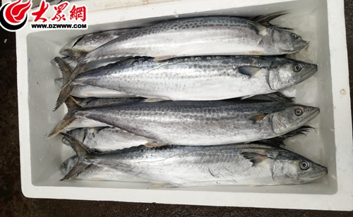 海鲜品种丰富螃蟹价格上涨,螃蟹海鲜多少钱一斤