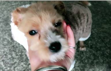 领养的宠物有病怎么办,领养的狗狗有问题可以索赔吗