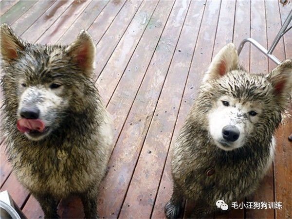 附近的宠物店太多怎么办,被全国的宠物店拉黑的狗