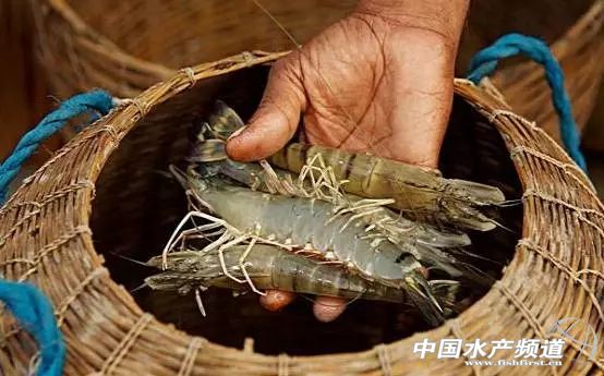 虾类有几千种，你又认识几种？