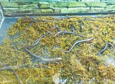 盘点外来入侵物种动物,入侵物种调查