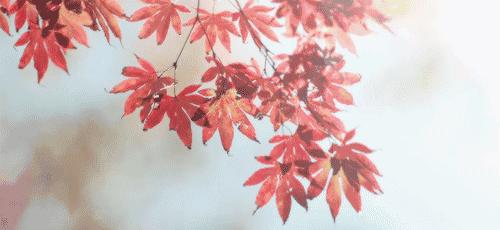 最高级的红色是什么,最高级最不过时的红色是哪一种