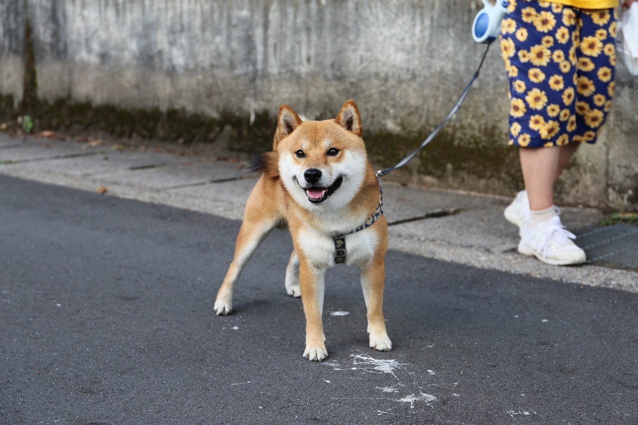 日本8月5日淀川花火大会观赏攻略,2023淀川花火大会个人视角全记录