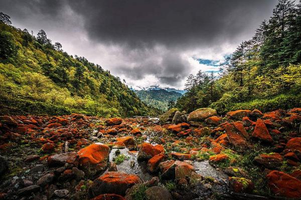 金秋彩林旅游景点,金秋彩林风景区