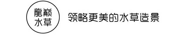 苏虾饲养注意事项,苏虾的养殖方法和注意事项