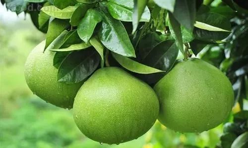 让人无法抵挡的甜蜜柚惑，据说经常吃还能瘦身