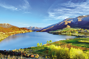 高原金秋，最是灿灿金盏菊