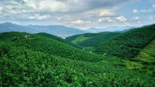 让人无法抵挡的甜蜜柚惑，据说经常吃还能瘦身