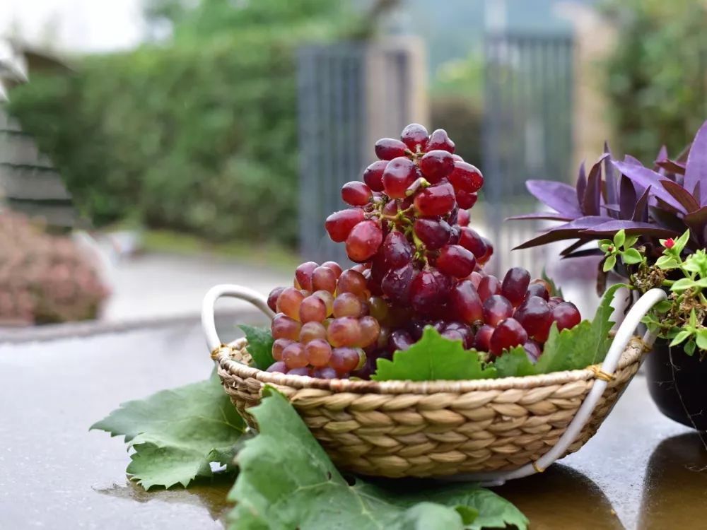 十月采摘水果,红提采摘节