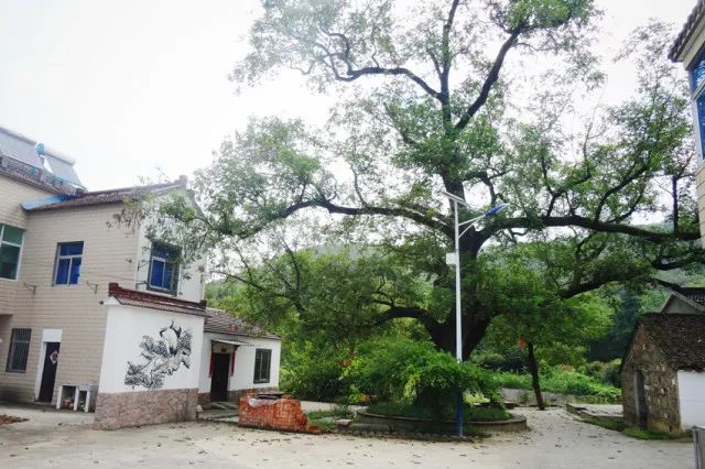 美丽乡村建设参观交流学习,参观学习美丽乡村典型经验