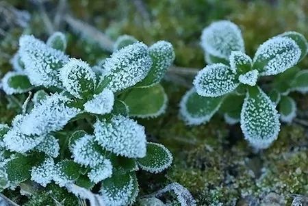 霜降季哪些疾病高发期,霜降到了要注意什么