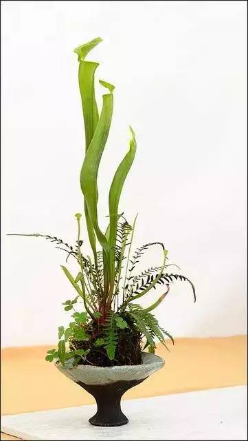 一花一世界一草一天堂一叶一菩提,一花一世界一草一天堂歌曲