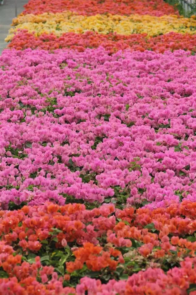 云南花海之行,云南花海基地旅游攻略