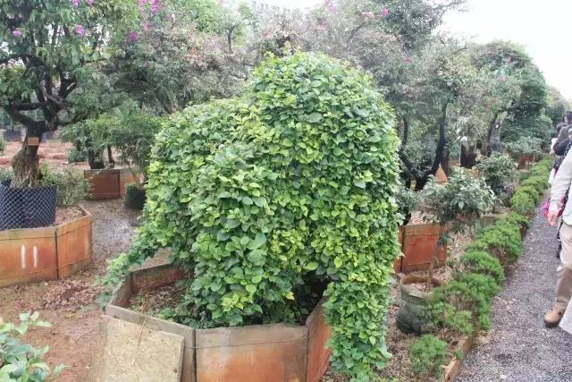 云南花海之行,云南花海基地旅游攻略