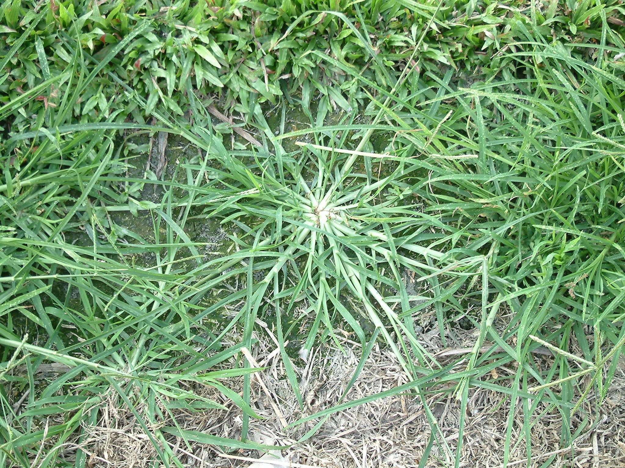 农村常见的中草药功效解说,常见中草药的功效与作用