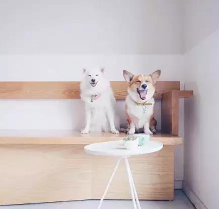 养了一只柯基,养了一只柯基和博美