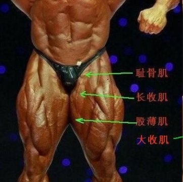 怎么练又细又有力的肌肉腿,腿部肌肉力量训练方法视频教程