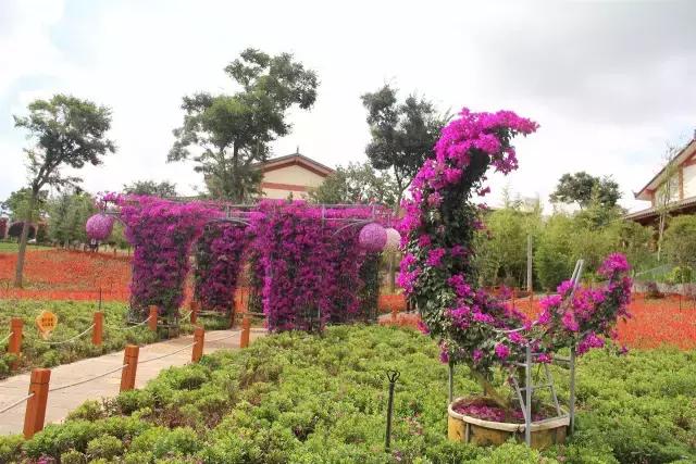 云南花海之行,云南花海基地旅游攻略