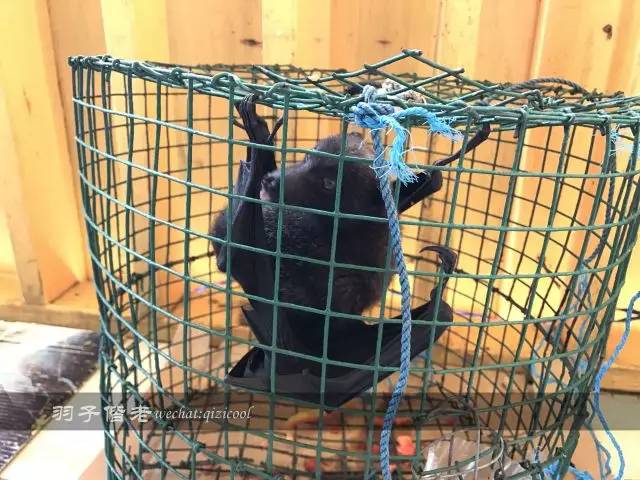 帕劳旅游发展的前景,去帕劳注意事项和必备品