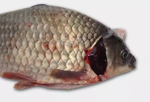 鲫鱼鳃出血症状,鲫鱼鳃出血会全部死亡吗