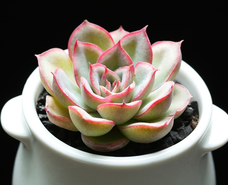 曾经很贵后面沦为普货的多肉,盘点贵到离谱的天价商品