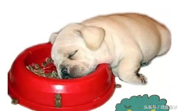 狗狗吐黄水是咋回事,小心慢性肠胃炎哦~