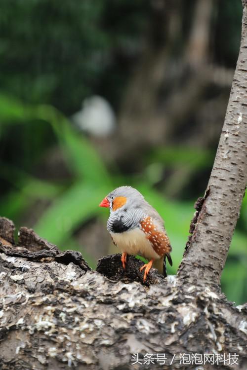 佳能6dmark2的标准参数,入门全画幅佳能6d