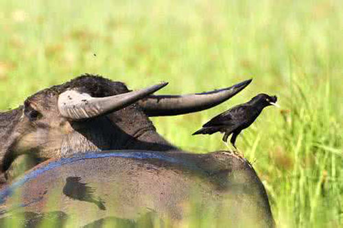 八哥飞到身上吉祥吗,八哥飞到野外能活吗