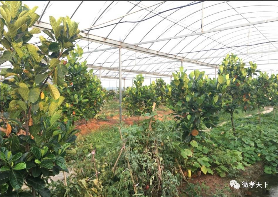 全国网络媒体孝感行：跟着媒体大咖们继续前进，原来咱们孝感的县市区也发展的如此迅速！