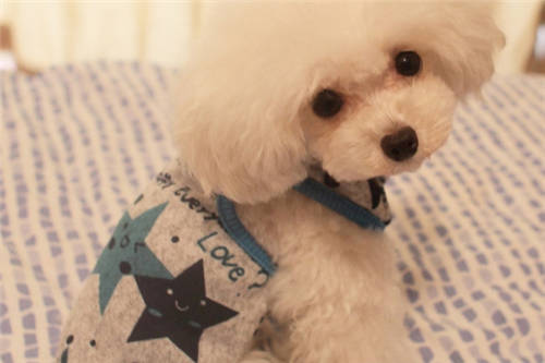 新手养狗须知疫苗,新手养狗须知这三件事不能对狗做