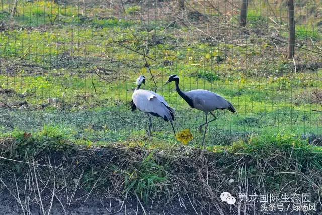 来扬州必买饰品,来扬州别错过的打卡地