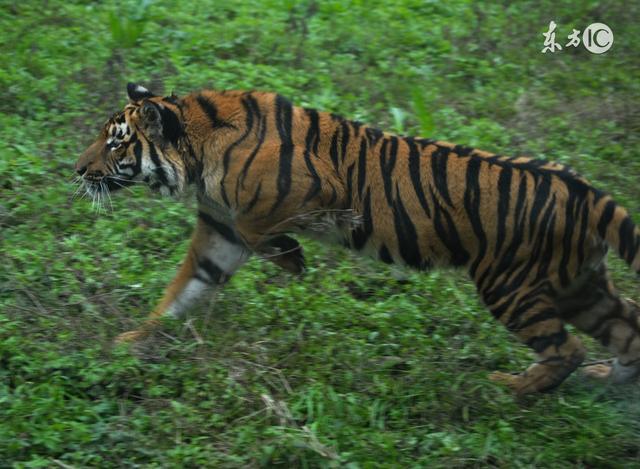 有勇有谋能力超强的生肖男,感情稳定喜事不断的生肖