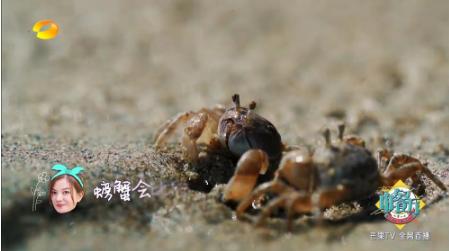 赵薇是个见过大世面的人吗,赵薇是一个很有头脑的女人