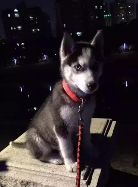 网购时商家送了个小面膜,没想这么小,给猫试了下,结果……