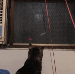 网购时商家送了个小面膜,没想这么小,给猫试了下,结果……