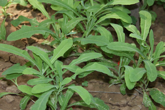 农村常见的中草药功效解说,常见中草药的功效与作用