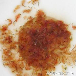 观赏鱼除了吃饲料还可以吃什么,观赏鱼饲料揭秘