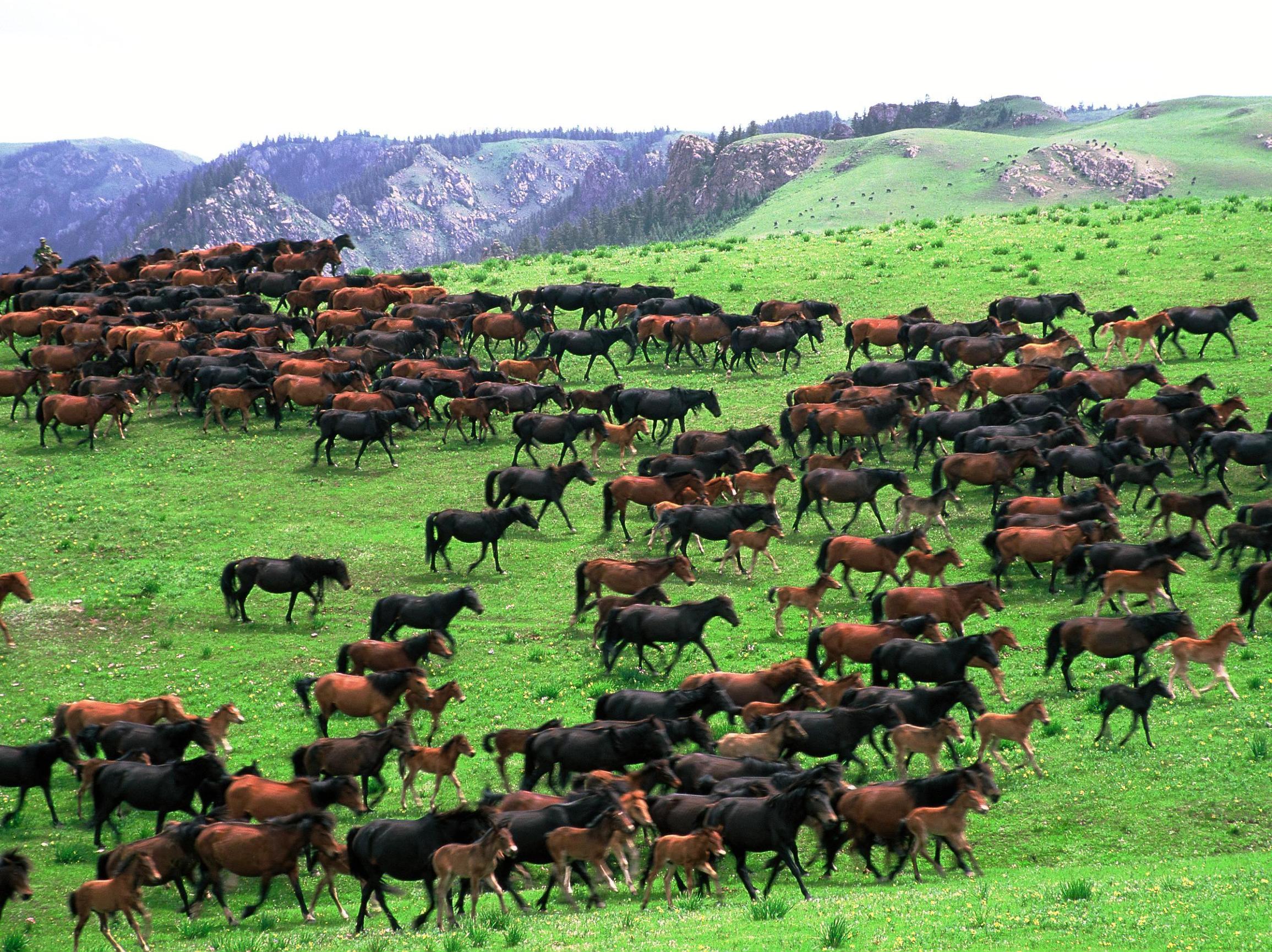 亚洲第一马场山丹军马场,世界第一大马场