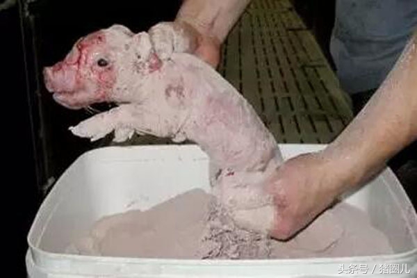 正常接产的操作步骤和注意事项,正常产接产流程