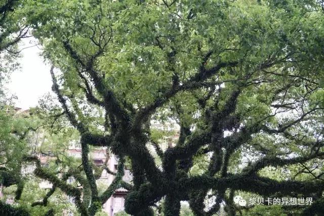 澳门最好的旅游攻略,澳门比较好的旅游攻略