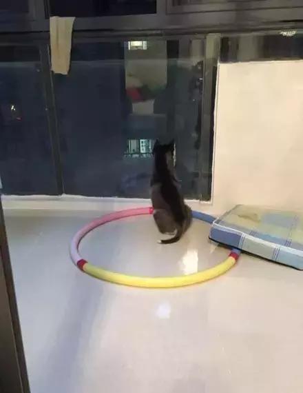 网购时商家送了个小面膜,没想这么小,给猫试了下,结果……