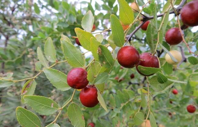 农村常见的中草药功效解说,常见中草药的功效与作用