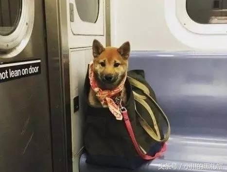 包包帆布包高级感,既可以背又可以提的帆布包