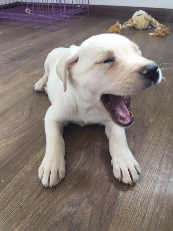 2个月大的拉布拉多晚上睡觉抽搐,拉布拉多犬晚上呜呜叫跟哭一样