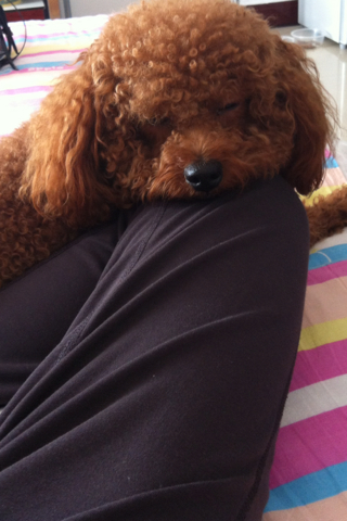 泰迪突然频繁呕吐白沫是怎么回事,泰迪经常吃草呕吐咋回事饭也不吃