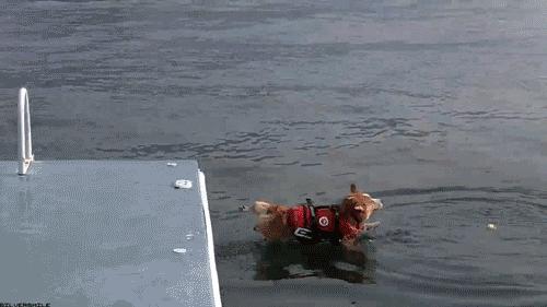 你家的狗会打滚吗,你家的狗多大了