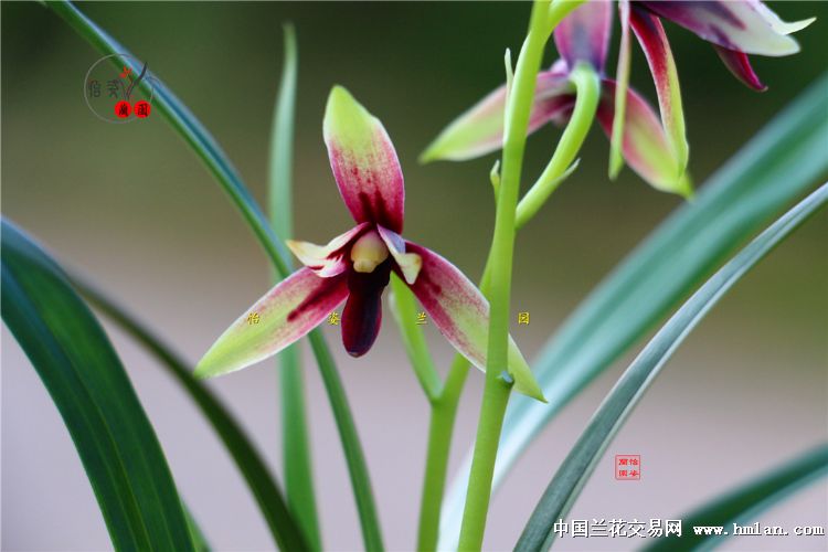 精美四季兰赤诚峨眉晨光花开2017！请欣赏！