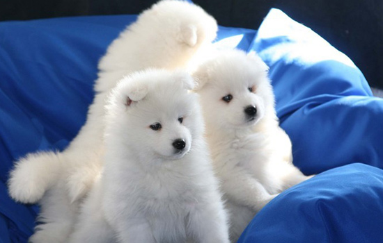 狗狗手术后怎么养,狗狗手术后护理方法