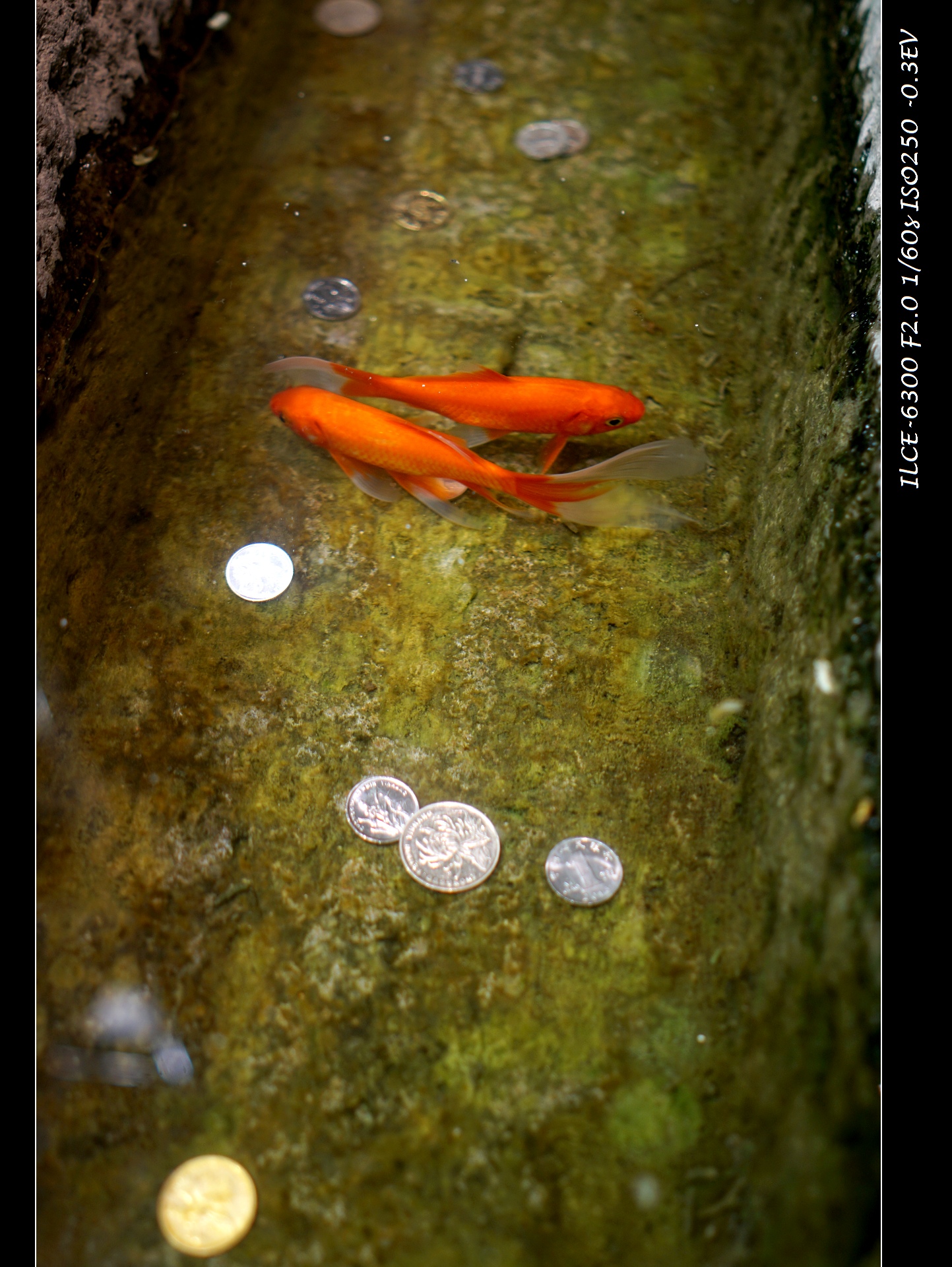 索尼微单a6000和a6300,索尼a6300微单摄影入门教程